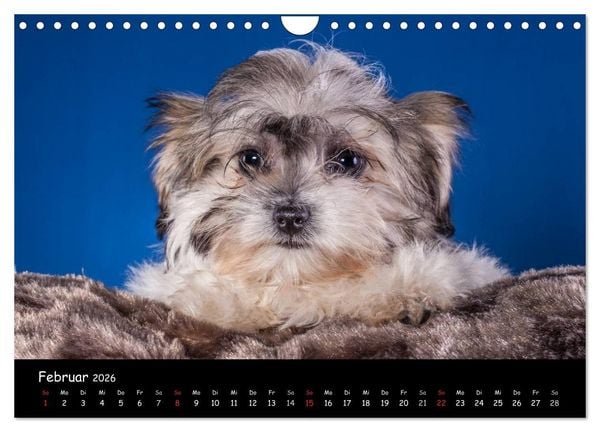 Produktbild: Bolonka Welpenstube (Wandkalender 2026 DIN A4 quer), CALVENDO Monatskalender