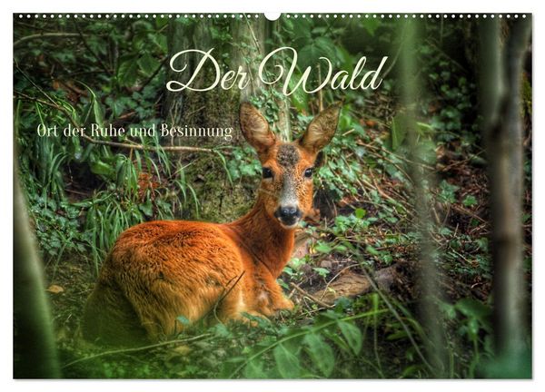 Produktbild: Der Wald - Ort der Ruhe und Besinnung (Wandkalender 2026 DIN A2 quer), CALVENDO Monatskalender