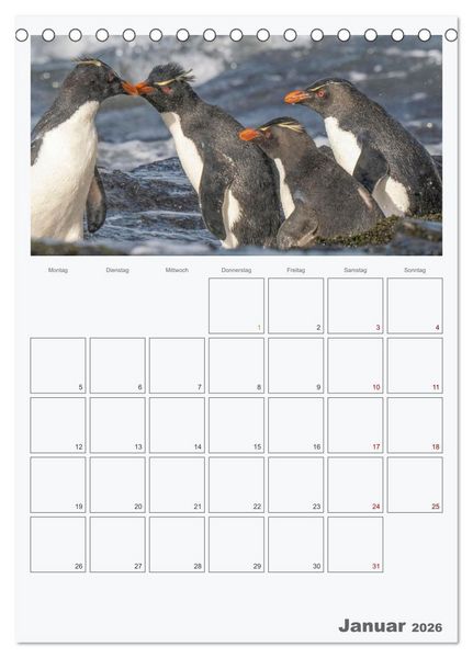 Produktbild: Alltag bei den Pinguinen auf Falkland (Tischkalender 2026 DIN A5 hoch), CALVENDO Monatskalender