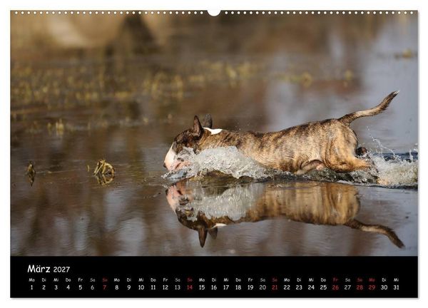 Produktbild: Bullterrier? Was sonst! (Wandkalender 2027 DIN A2 quer), CALVENDO Monatskalender