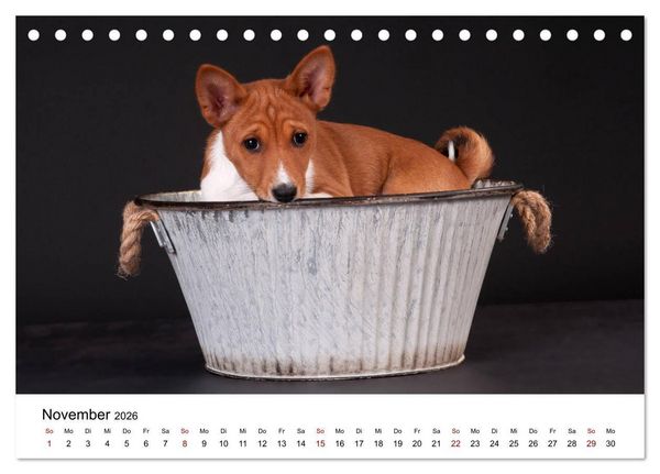 Produktbild: S&uuml;&szlig;e Basenji-Kinder (Tischkalender 2026 DIN A5 quer), CALVENDO Monatskalender