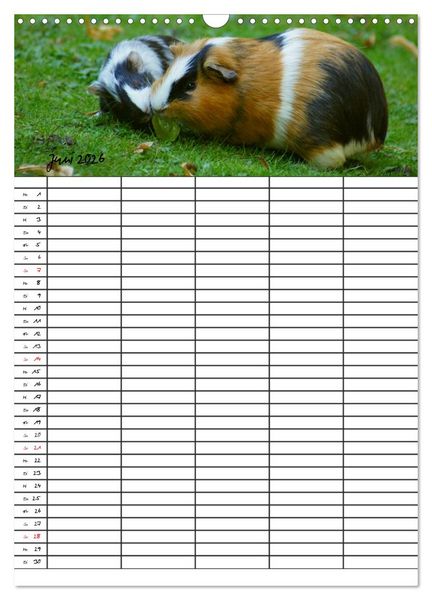 Produktbild: Meerschweinchen und Kaninchen Familienplaner (Wandkalender 2026 DIN A3 hoch), CALVENDO Monatskalender