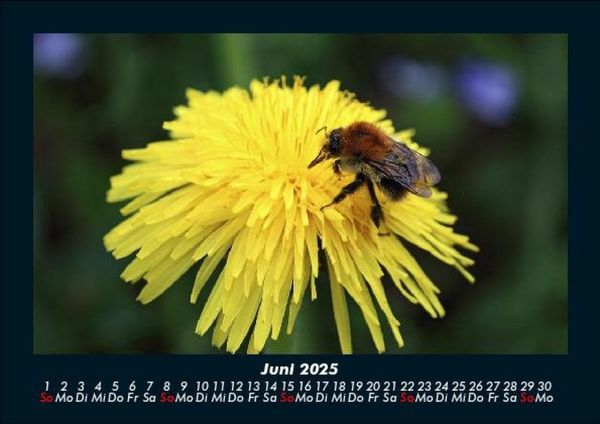 Produktbild: Bienen 2025 Fotokalender DIN A5