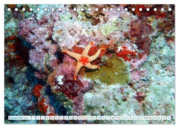 Produktbild: Seesterne - Kleine Wunder der Natur (Tischkalender 2027 DIN A5 quer), CALVENDO Monatskalender