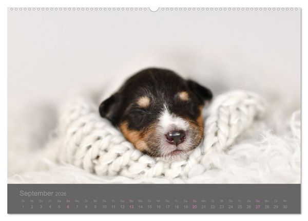 Produktbild: Collie Welpen einfach zuckers&uuml;&szlig; (hochwertiger Premium Wandkalender 2026 DIN A2 quer), Kunstdruck in Hochglanz