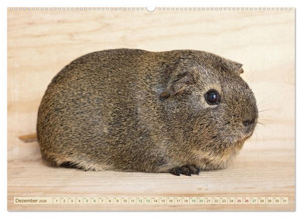 Produktbild: MEERSCHWEINCHEN neugierig - s&uuml;&szlig; - liebenswert (hochwertiger Premium Wandkalender 2026 DIN A2 quer), Kunstdruck in Hochglanz