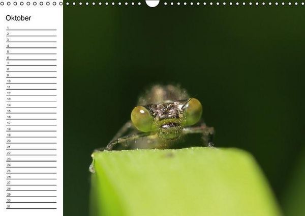 Produktbild: Libellen Geburtstagskalender (Wandkalender immerw&auml;hrend DIN A3 quer)
