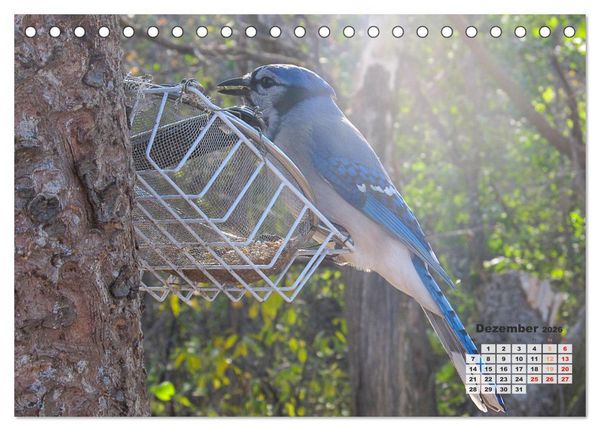 Produktbild: Kanadas charmante Kleintiere - Bezaubernde Einblicke in die Natur (Tischkalender 2026 DIN A5 quer), CALVENDO Monatskalender
