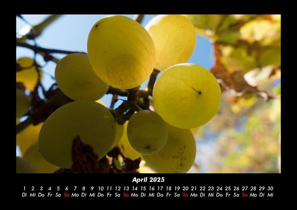 Produktbild: Obstkalender 2025 Fotokalender DIN A3
