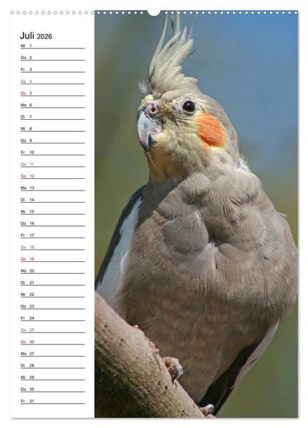 Produktbild: Der Nymphensittich-Terminplaner (hochwertiger Premium Wandkalender 2026 DIN A2 hoch), Kunstdruck in Hochglanz