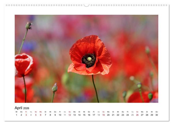 Produktbild: Mohn, zarte Bl&uuml;ten, starke Farben (hochwertiger Premium Wandkalender 2026 DIN A2 quer), Kunstdruck in Hochglanz