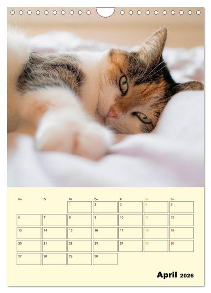 Produktbild: K&auml;tzchen - Theater (Wandkalender 2026 DIN A4 hoch), CALVENDO Monatskalender