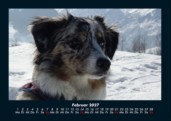 Produktbild: Der Hundekalender 2027 Fotokalender DIN A4