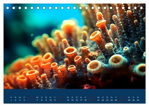 Produktbild: Farbenpracht im Ozean - Die Sch&ouml;nheit der Korallen (Tischkalender 2026 DIN A5 quer), CALVENDO Monatskalender