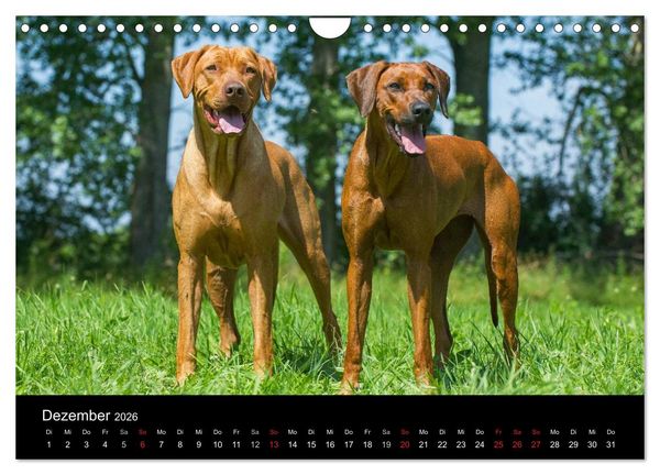 Produktbild: Rhodesian Ridgeback 2026 (Wandkalender 2026 DIN A4 quer), CALVENDO Monatskalender
