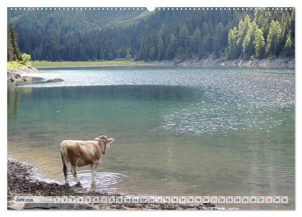 Produktbild: Gl&uuml;ckliche K&uuml;he auf saftigen Wiesen (Wandkalender 2026 DIN A2 quer), CALVENDO Monatskalender