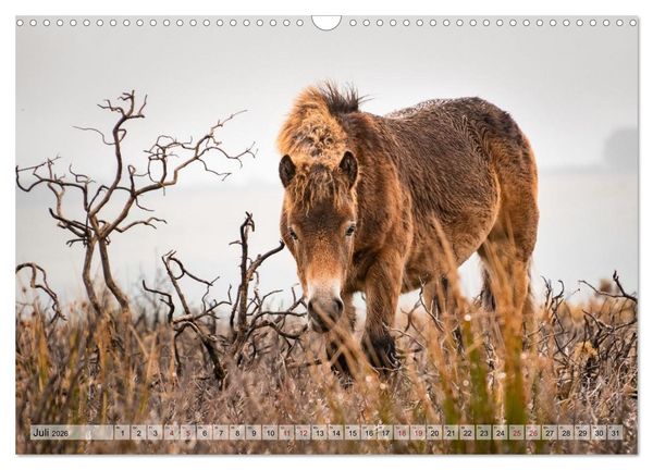 Produktbild: Wildperde - die Magie der Natur (Wandkalender 2026 DIN A3 quer), CALVENDO Monatskalender