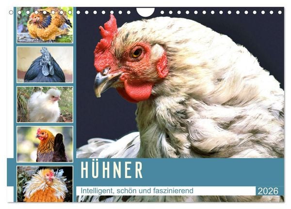 Produktbild: H&uuml;hner. Intelligent, sch&ouml;n und faszinierend (Wandkalender 2026 DIN A4 quer), CALVENDO Monatskalender