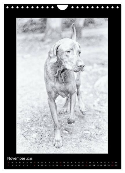 Produktbild: Vizsla-Liebe (Wandkalender 2026 DIN A4 hoch), CALVENDO Monatskalender