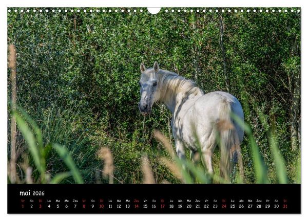 Produktbild: Cheval camarguais (Calendrier mural 2026 DIN A3 vertical), CALVENDO calendrier mensuel