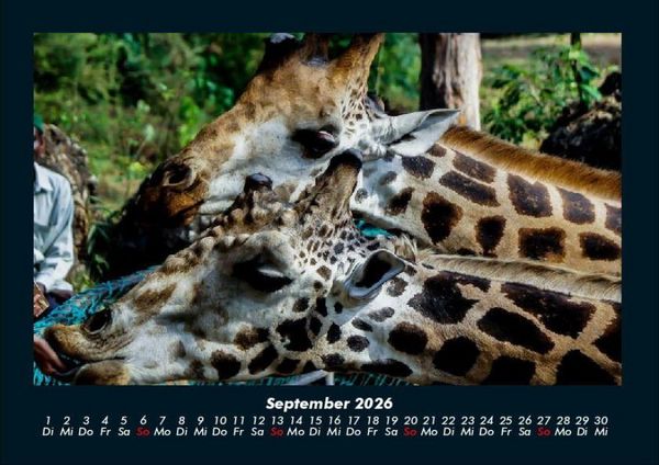 Produktbild: Giraffen 2026 Fotokalender DIN A4