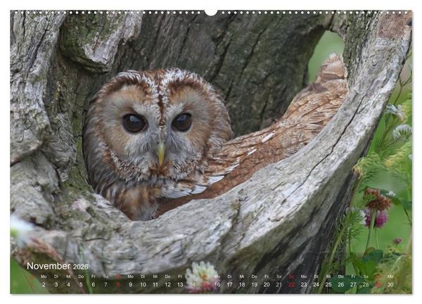 Produktbild: Eulen-Kalender (hochwertiger Premium Wandkalender 2026 DIN A2 quer), Kunstdruck in Hochglanz