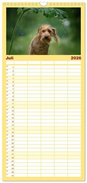 Produktbild: Familienplaner 2026 - DACKELmix Elli Pirelli mit 5 Spalten (Wandkalender, 21 x 45 cm) CALVENDO