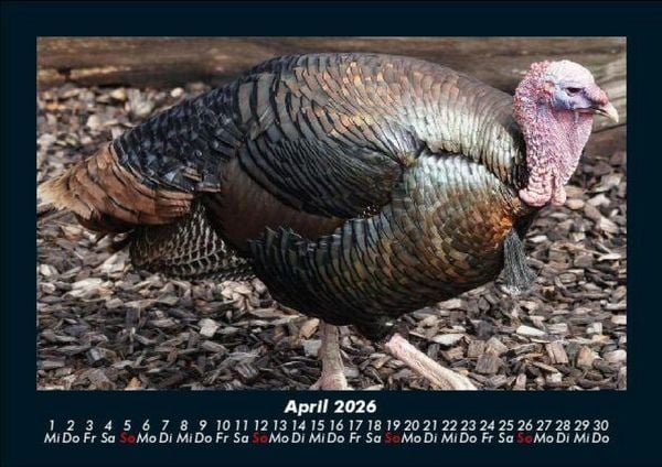 Produktbild: Tiere auf dem Bauernhof 2026 Fotokalender DIN A5