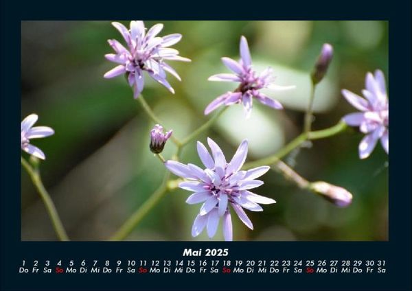 Produktbild: Blumentr&auml;ume 2025 Fotokalender DIN A4