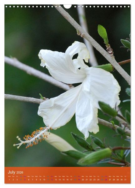 Produktbild: Mexican Garden Flowers - Aguascalientes (Wall Calendar 2026 DIN A3 portrait), CALVENDO 12 Month Wall Calendar