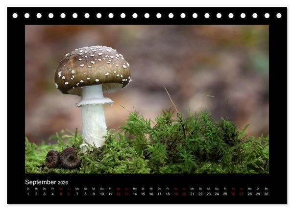 Produktbild: Pilzgalerie - Heimische Pilze aus der Region Rheinland-Pfalz (Tischkalender 2026 DIN A5 quer), CALVENDO Monatskalender