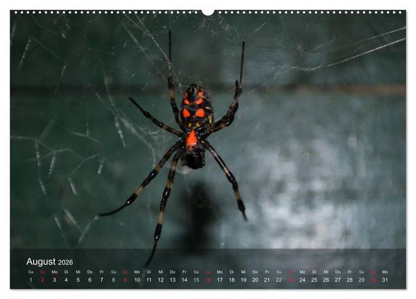 Produktbild: Faszination Spinnen (Wandkalender 2026 DIN A2 quer), CALVENDO Monatskalender