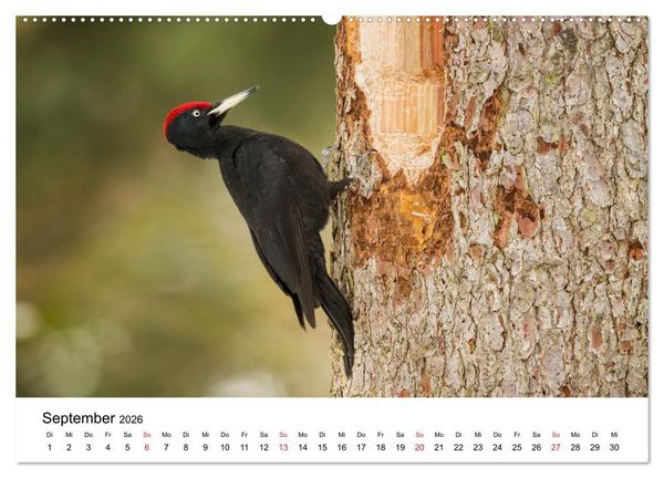 Produktbild: Unsere heimische Tierwelt (Wandkalender 2026 DIN A2 quer), CALVENDO Monatskalender