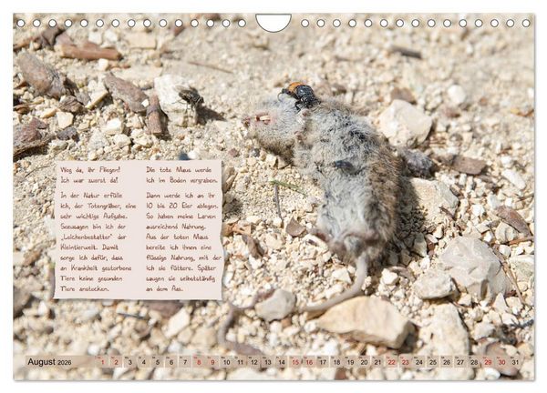 Produktbild: GEOclick Lernkalender: Insekten (Wandkalender 2026 DIN A4 quer), CALVENDO Monatskalender