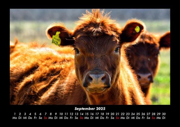 Produktbild: Kuhkalender 2025 Fotokalender DIN A3