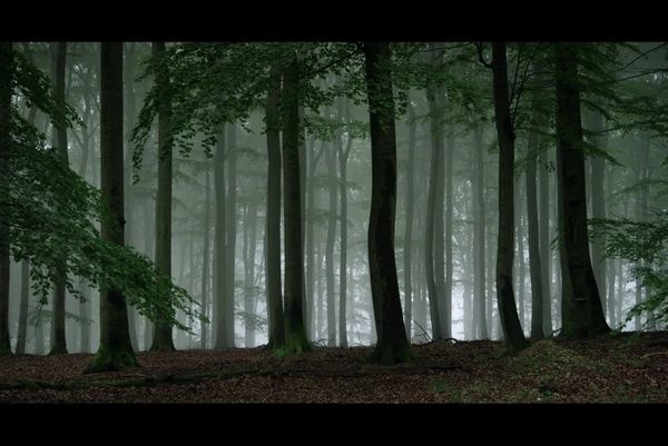 Produktbild: Auf der Jagd - Wem geh&ouml;rt die Natur?