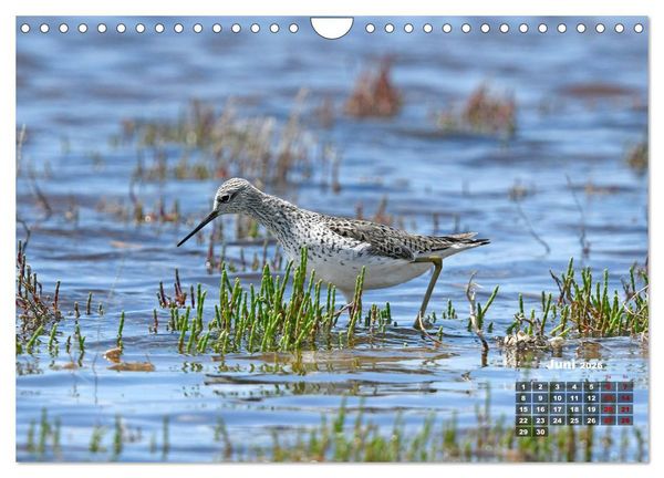 Produktbild: Limikolen - Watv&ouml;gel Europas (Wandkalender 2026 DIN A4 quer), CALVENDO Monatskalender