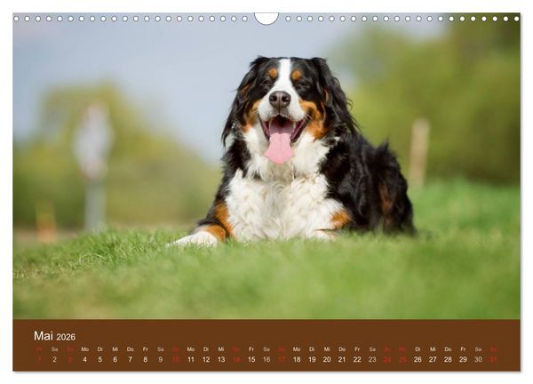 Produktbild: Berner Sennenhunde (Wandkalender 2026 DIN A3 quer), CALVENDO Monatskalender
