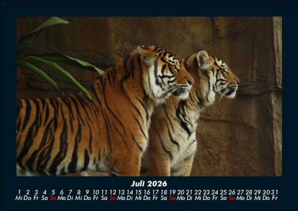Produktbild: Tiger 2026 Fotokalender DIN A5