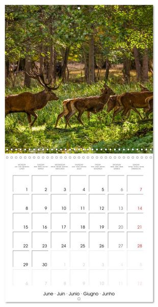 Produktbild: Aux bois des cerfs (Calendrier mural carr&eacute; 2026 30x30 cm) Calendrier double avec une page pour vos prises de notes