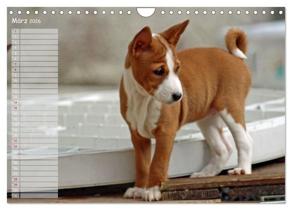 Produktbild: Basenji, der Kongo-Terrier (Wandkalender 2026 DIN A4 quer), CALVENDO Monatskalender