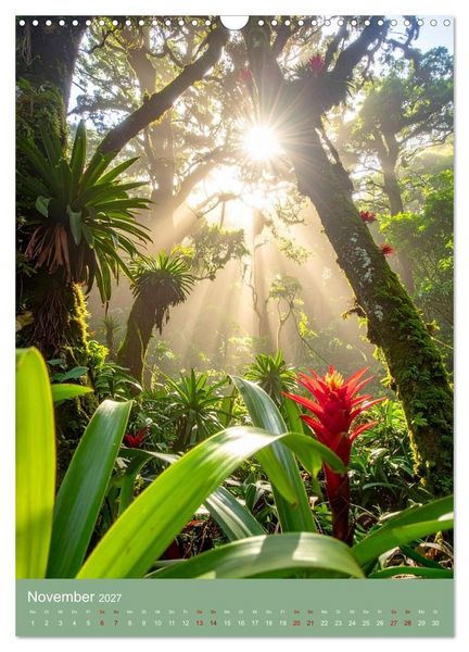 Produktbild: Bromelienzauber (Wandkalender 2027 DIN A3 hoch), CALVENDO Monatskalender