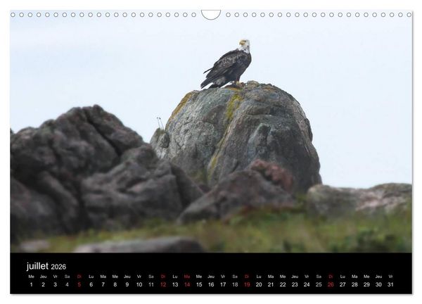 Produktbild: Saint-Pierre et Miquelon &agrave; l'&eacute;tat sauvage (Calendrier mural 2026 DIN A3 vertical), CALVENDO calendrier mensuel