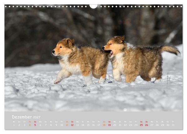 Produktbild: Collie Welpen im Schnee (Wandkalender 2027 DIN A3 quer), CALVENDO Monatskalender