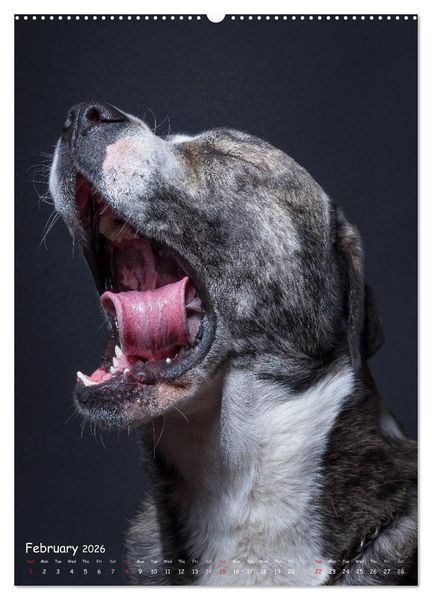 Produktbild: Dogs in Style (High Quality Premium Wall Calendar 2026 DIN A2 portrait),CALVENDO 12 Month Wall Calendar