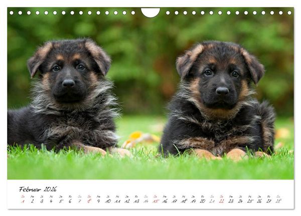 Produktbild: Deutscher Sch&auml;ferhund - Welpen / CH-Version (Wandkalender 2026 DIN A4 quer), CALVENDO Monatskalender