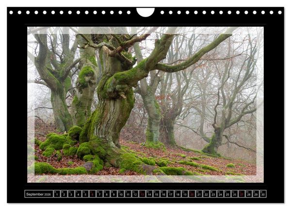Produktbild: Zauberwald HALLOH (Wandkalender 2026 DIN A4 quer), CALVENDO Monatskalender