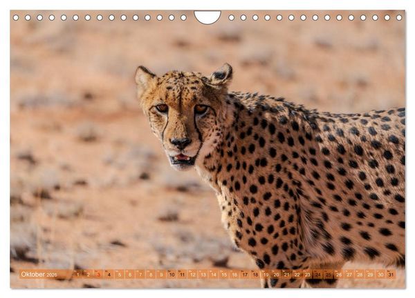 Produktbild: Das s&uuml;dliche Afrika 2026 (Wandkalender 2026 DIN A4 quer), CALVENDO Monatskalender