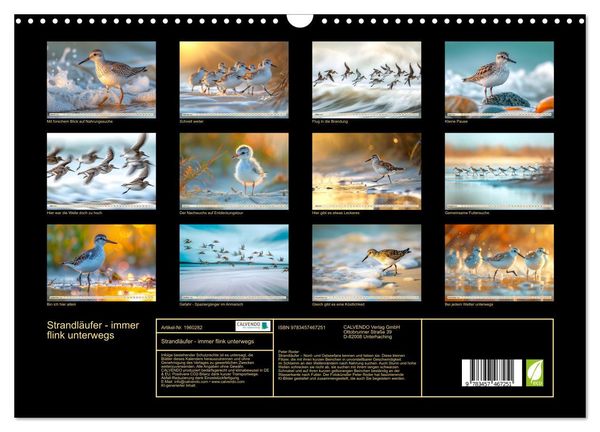 Produktbild: Strandl&auml;ufer - immer flink unterwegs (Wandkalender 2026 DIN A3 quer), CALVENDO Monatskalender