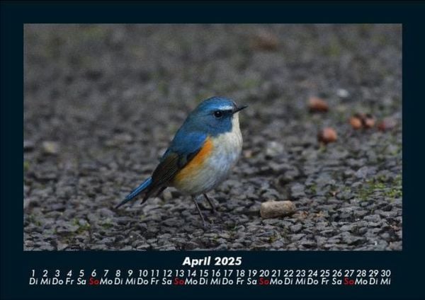 Produktbild: Tiere in der Wildnis 2025 Fotokalender DIN A5